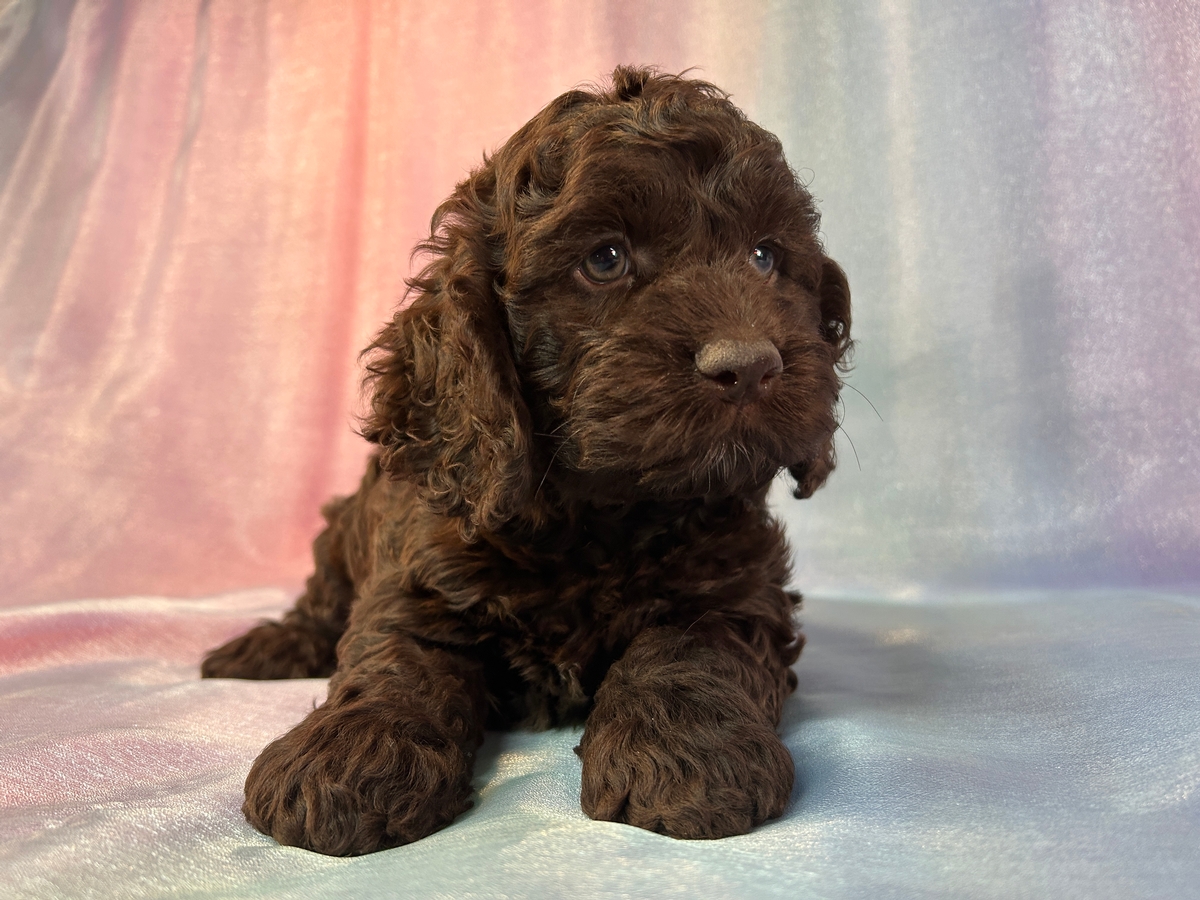 Iowa And Minnesota Chocolate Cockapoos For Sale